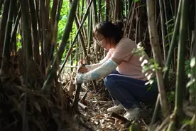 四川是一年四季都能吃上笋的地方，毛竹笋认识一下？