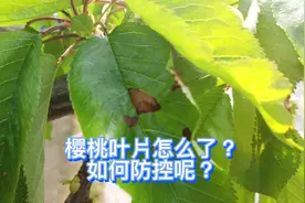 大棚樱桃叶片怎么了？是灰霉病吗？如何防控昵？@顺泰植保