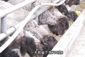 育肥羊一般每天吃500—800克草料就可以了#养羊 #养殖技术视频封面