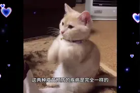 #上热门 妙三多与猫三联的区别是什么？你知道吗？#喜欢点个赞