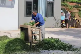 天气好，翻一些红薯藤晒干作猪草，思雨做的凉拌肚丝太好吃啦！