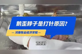 没有想到小鹅歪脖子是打油乳苗部位不正确！ #新农人计划2023