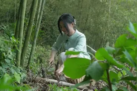 肥嫩的竹笋不好挖，它生长的地方也充满了危险视频封面