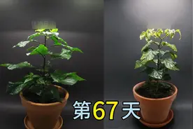 辣椒种植过程 #辣椒 #三农 #植物生长过程