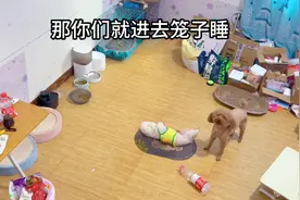 主人加班用监控叫狗子做事#监控下的一幕视频封面