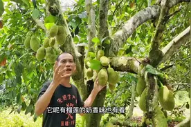 榴莲蜜是一种有着榴莲的奶香味，所以被称为榴莲小蜜您吃过吗？视频封面