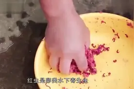 黑坑老板为什么不让用红虫#野钓 #钓鱼高手 #鱼获满满视频封面