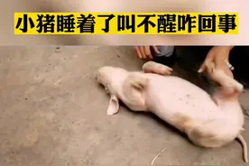 小猪睡着了叫不醒咋回事？#养猪人 #养殖技术 #抖音助农视频封面
