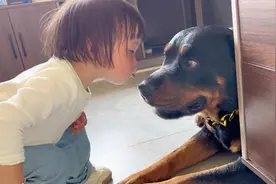 狗狗只是不会说话，但并不影响表达它的爱 #罗威纳一坨