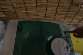 第2集｜把熊放进洗衣机洗澡共需要几步？#谁还没个小可爱 #原创