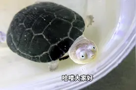 乌龟离水还能活多久？品种不一样，环境需求天差地别#养龟日常视频封面