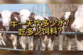 养牛最基本的常识：一头牛一天要饮多少水，吃多少料！#三农视频封面