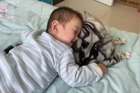 为什么小猫咪对小朋友的容忍度这么高？众所周知，猫咪是上尊老