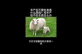 羊产后不爱吃食是什么原因？母羊产后不吃东西怎么办#自繁自养