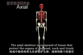人体骨骼 Human skeleton #医学英语#医学翻译#医学科普#医学动画