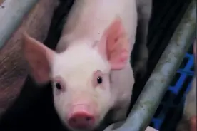 林可霉素在兽医临床的经典配方
#养猪技术#三农