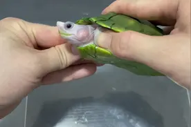 焦糖巴西龟腮帮子鼓个大包，咱也不确定是不是疥疮，管他呢