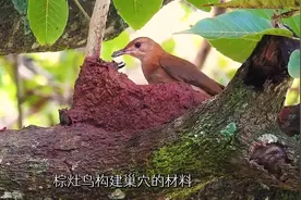 自然界的建筑大师棕灶鸟是如何筑巢的 #奇趣自然 #野生动物零距离