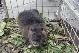 抓到一只“大老鼠”，看看到底是个啥？