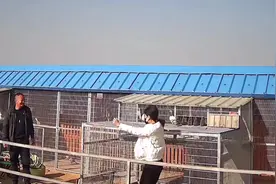 山东鸽友冠军信鸽归巢实录，斩获27W和汽车一台，夫妻俩感人相拥视频封面