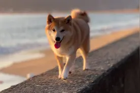 为啥柴犬跑起来是斜着身子。差点掉下来！#柴犬 #家有傻狗