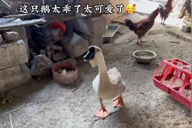 全网最聪明的一只鹅😘从河边跑了十几公里的路到家里来下蛋视频封面