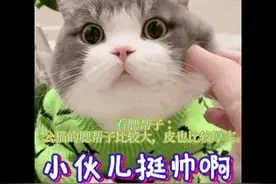 猫咪辨公母小白也能做到#萌宠 #动物 #猫🐱