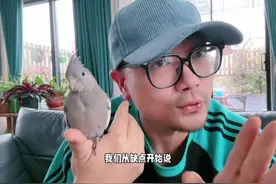 玄凤鹦鹉，谁养谁上头 #养鹦鹉入门教学#鹦鹉鹦鹉萌萌哒逗鹦鹉