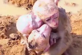 大猴子救上两只膏药猴后续 #猴子 #坚强的小生命