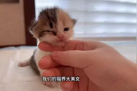 小奶猫像吹气球一样吹大的！#万物可爱计划 #米努特矮脚猫视频封面