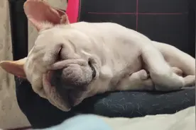 法斗都是光速入睡的 #法国斗牛犬