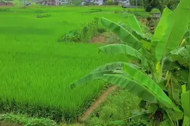 平淡无奇的乡村里，藏着最惬意的生活，村里的人间烟火气