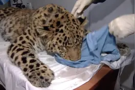 俄罗斯救助的一只远东豹，它的体重竟然高达49kg