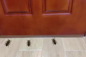 家中突然有蟑螂，你家里的蟑螂到底是从哪里来的？ #蟑螂 #灭蟑螂