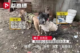 #分工明确猎狗是这么打野猪的