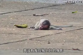 小猴子不肯断奶，被猴妈抛弃。#小猴子 #膏药猴