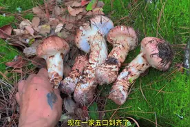 几百块钱1斤的松茸，小伙上山一捡就是一大背篓，发财了 #松茸视频封面