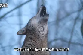狼的繁衍 #动物世界 #动物解说 #动物的迷惑行为 #神奇动物在抖音