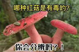 倒底哪种红菇是有毒的？！你不掌握的话就错过很多美味了！