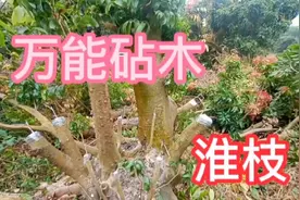 荔枝万花筒万能砧木-淮枝！嫁接任意荔枝品种亲和度都是杠杠滴！视频封面