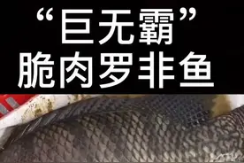 全球最大的脆肉罗非鱼，可长30多斤，简直就是“巨无霸”#脆肉罗非鱼#巨无霸脆肉罗非鱼#30多斤的脆肉罗非鱼视频封面