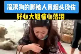 流浪狗脚上被烟头烫了多个伤口，好心大姐看到后痛心落泪 视频封面