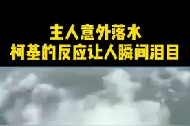 小柯基勇救落水主人，拼了全身力气，只为了你！咩咩：这一刻的小柯基腿长八米！视频封面