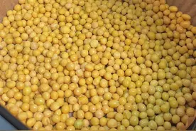 #如果你有空气炸锅  空气炸锅烤黄豆，一口一个嘎嘣脆，好吃到停不下来#空气炸锅美食