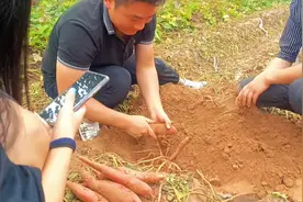 春种秋收，又是一年丰收季节，红薯农村最常见的视频封面