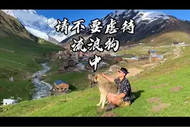 中｜在山里迷路的我 被这只流浪狗救了出来 但是它却#volg旅行记 #关爱流浪狗 #乌树故里视频封面