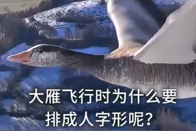大雁飞行时为什么要排成人字形呢？#每天跟我涨知识
