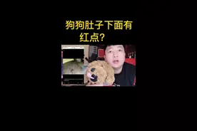 你家狗狗肚子下面有红点咋办？#狗狗 #宠物 #萌宠出道计划 #抖音小助手视频封面