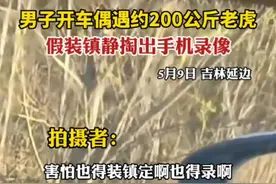 男子开车遇见200公斤老虎，硬着头皮摇下车窗录像。视频封面