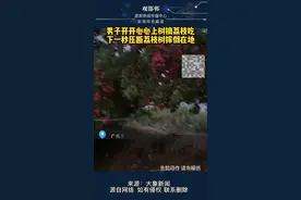 男子开开心心上树摘荔枝吃，下一秒压断荔枝树摔倒在地视频封面